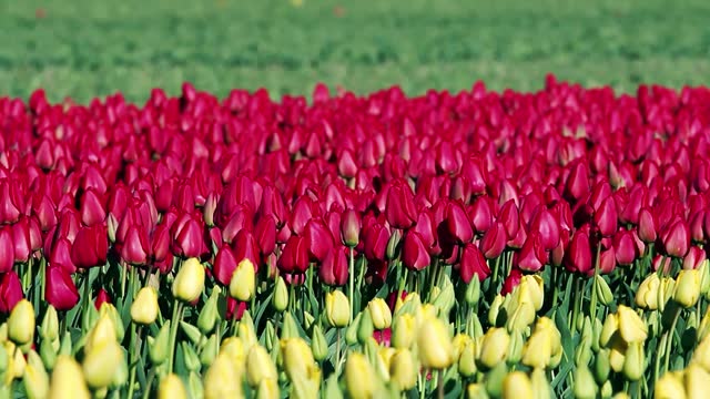 Farm of Red and Yellow Tulips in Full Blossom on a Sunny Day