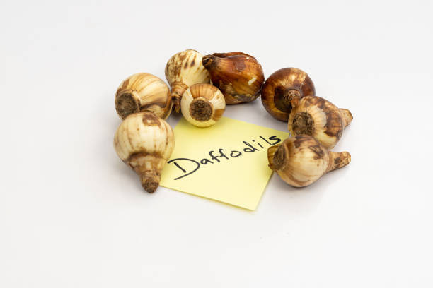 Closeup of daffodil bulbs on white background
