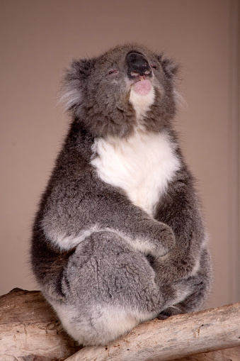 Australian native Koala sat high in the trees