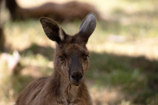 istock this is a close up of a  Kangaroo-Island kangaroo 2006948256
