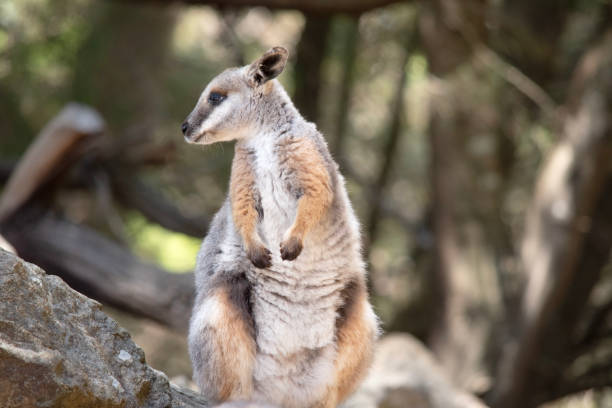 istock the Yellow Footed Rock Wallaby is standing on its hind legs 2006950381