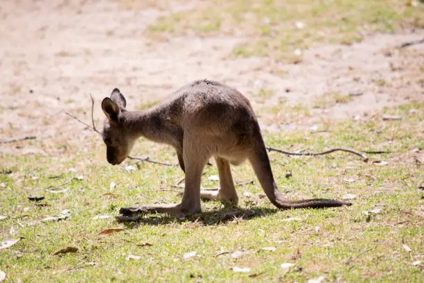 the kangaroo-Island Kangaroo joey has a light brown body with a white under belly. They also have black feet and paws