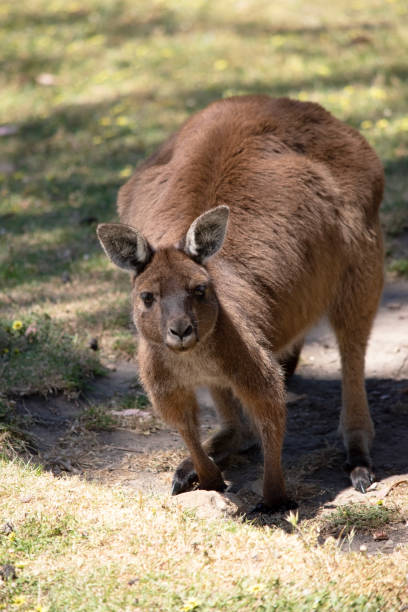istock the Kangaroo-Island kangaroo is in the shade 2006952502