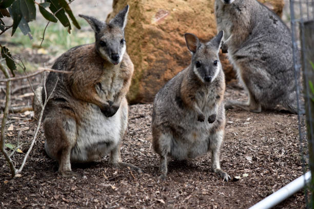 istock two Tammar wallaby looking for food together 2006954707