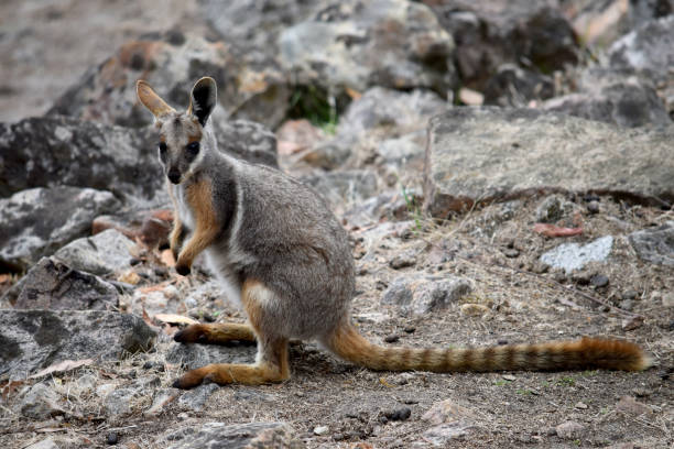 istock this is a side view of a Yellow Footed Rock Wallaby 2006955840