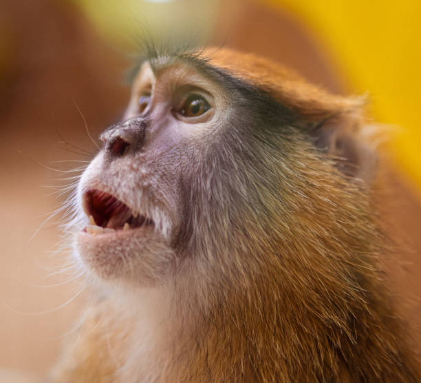 istock Monkey portrait in the zoo. 2006962999