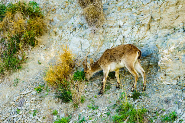 Ibex isolated on white with clipping path
