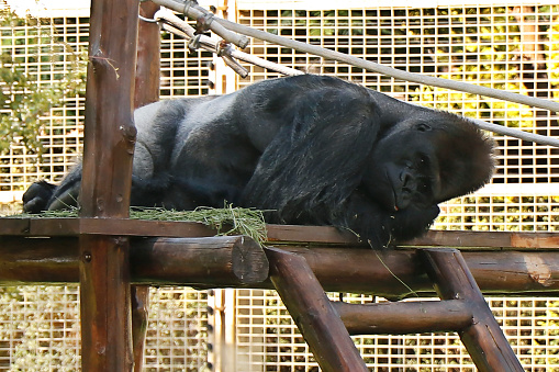 Gorillas in a zoo, predominantly ground-dwelling great apes that inhabit the tropical forests of equatorial Africa