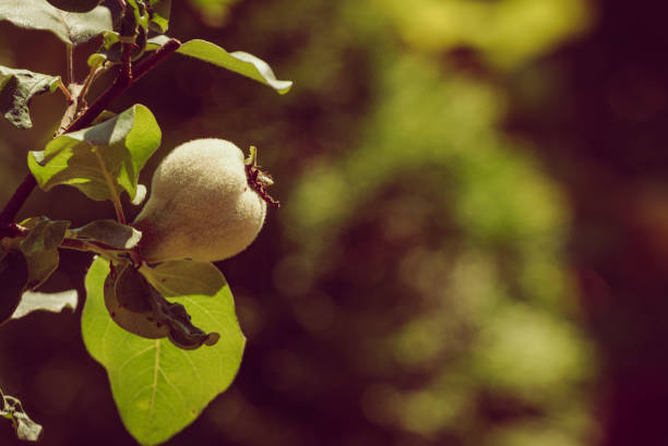 Green quince fruit on tree in garden. Organic gardening.
