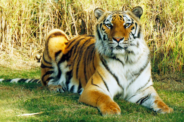 istock bengal tiger laying down on a grassy field 2006994202