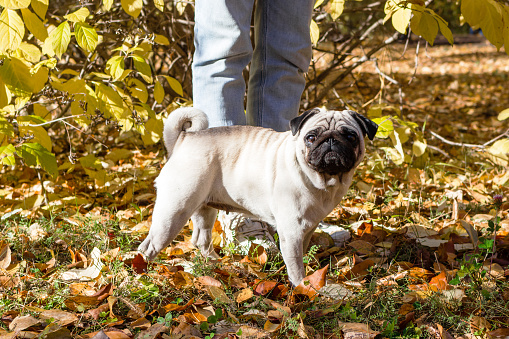 Beige pug dog walking with its owner on the leaves in autumn.