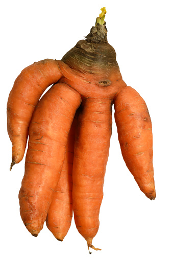 Deformed unique carrots with many legs isolated on a white background.