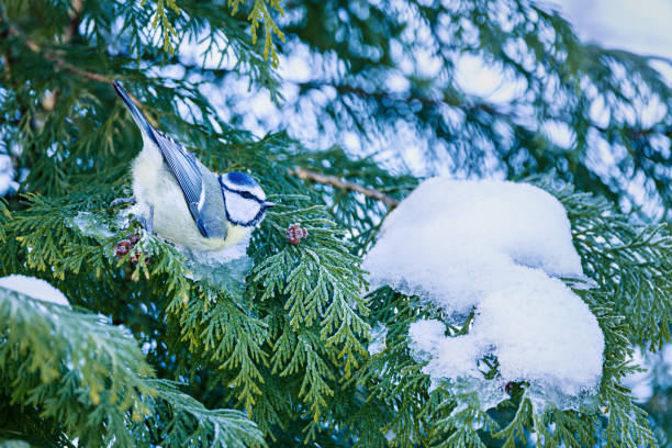 Eurasian blue tit (Cyanistes caeruleus) perching on a hawthorn twig with ripe berries.