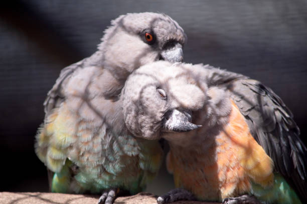 Two small grey parrots sitting close together on a wooden perch inside an enclosure.
