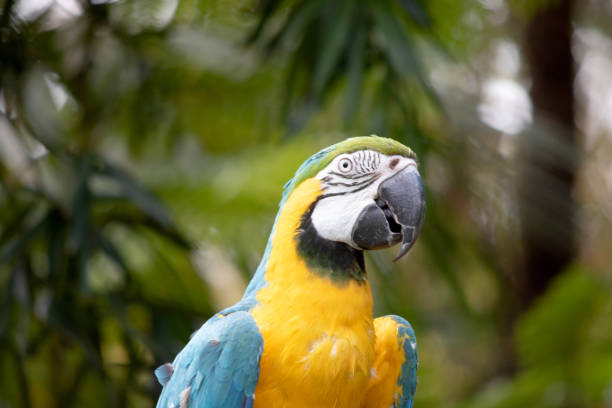 istock This is a close up of a blue and gold macaw 2007006010