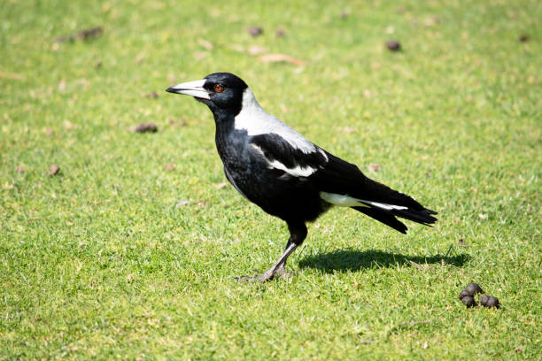 istock This is a side view of a magpie 2007010398