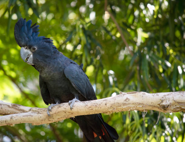 istock This is a side view of a red tailed black cockatoo 2007013597