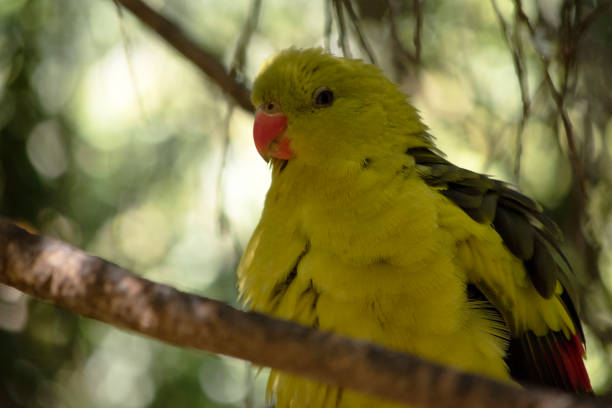 The male Regent Parrot has a general yellow appearance with the tail and outer edges of the wings being dark blue-black.