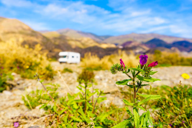 Spring flowers and camper vehicle wild camping in the distance. Caravan vacation. Sierra Alhamilla mountains, Almeria province, Andalusia Spain.