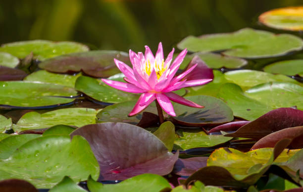 istock Red water lily flower on the lake 2007042727