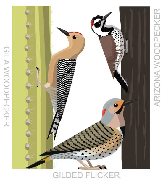 Vector illustration of Bird Woodpecker Arizona Flicker Cartoon Vector