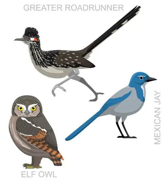 Vector illustration of Bird Roadrunner Jay Owl Cartoon Vector