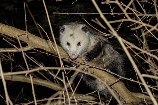 Virginia opossum - North American opossum, climbing on the tree. Wild night scene from Ohio.