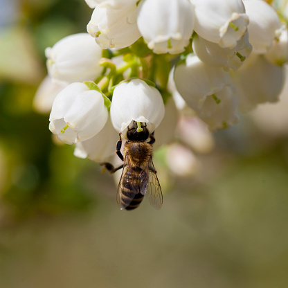 Honey bee polinating blueberry flowers on soft fruit plantation. Insects are a key part in human food production. Detail of a honeybee on white blossom of vaccinium corymbosum.