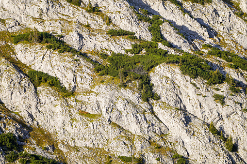 Close-up of a mountain slope at the Tauplitzalm in Austria. Nature on the Tauplitz in Styria in the Salzkammergut.
