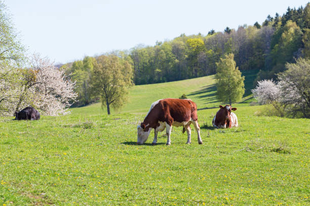 istock Cows grazing in the meadow 2007091954