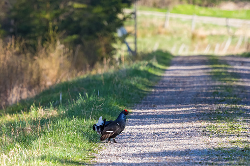 Black grouse with white tail walking on the trail