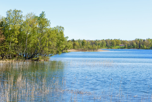 Faorest lake in the summer
