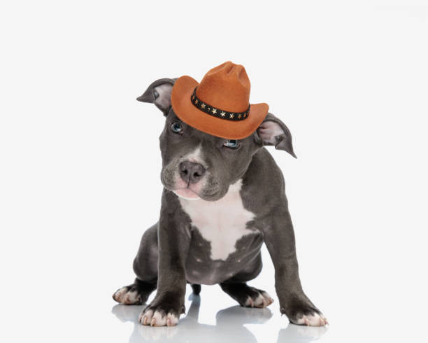 istock cute american bully puppy wearing sheriff hat, looking up and standing 2007111096