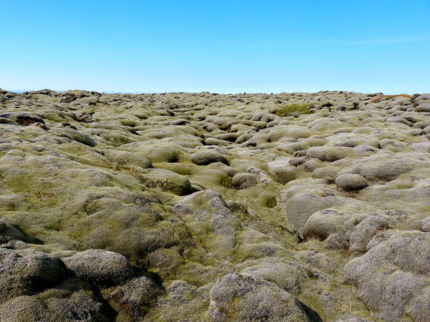 Icelandic moss covering a lava field in Iceland.
