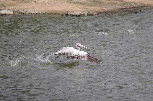 white pelican birds ready to fly with feather wings