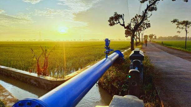 istock Golden Dawn Over Village Paddyfields 2007132228