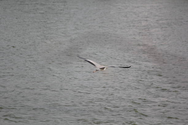 white pelican birds ready to fly with feather wings