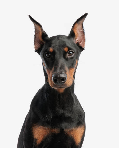 istock portrait of adorable dobermann sitting 2007133342
