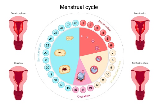 Menstrual cycle vector. Female reproductive system. Menstrual, proliferative ovulation and secretory phases.