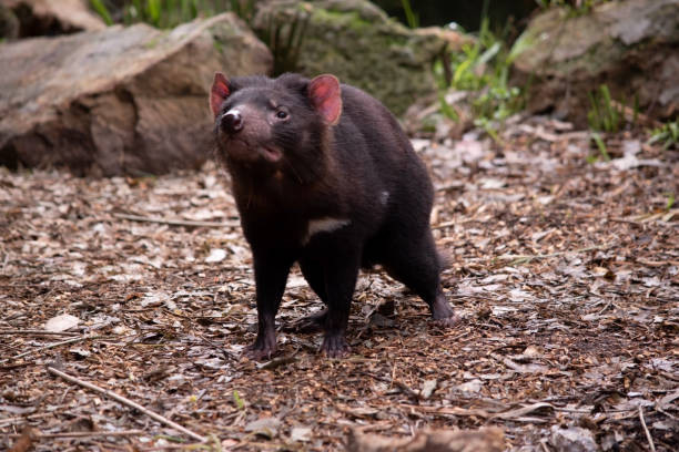 istock the Tasmanian devil is looking for  food 2007134393