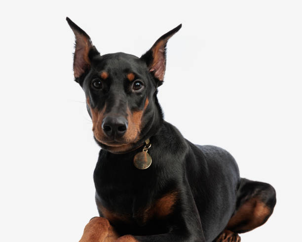 istock adorable dobermann wearing collar resting 2007134958