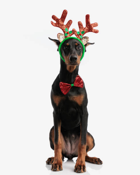 cute dobermann wearing reindeers headband and bowtie while sitting on isolated background