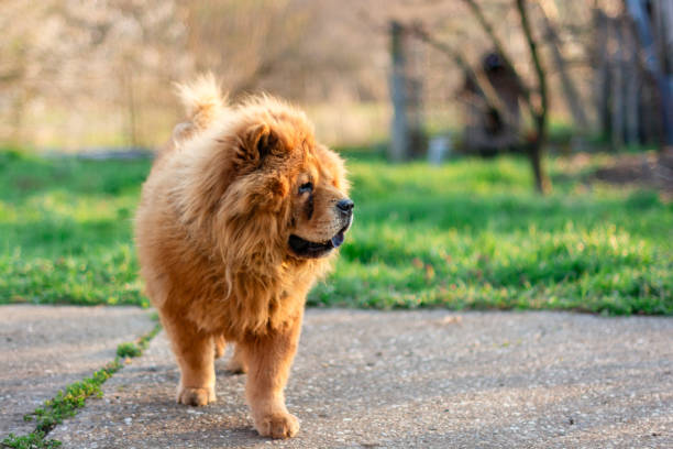 Beautiful dog chow-chow in the yard.