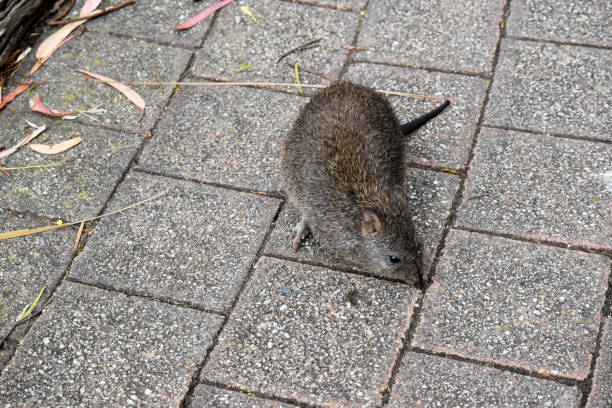 istock the long nosed potoroo is looking for food 2007136574