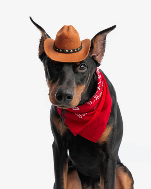 istock close up of cute dobermann wearing cowboy hat 2007136577