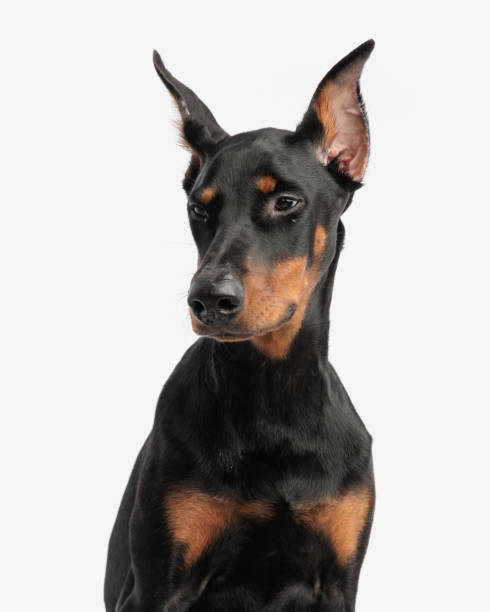 istock closeup of cute dobermann looking to side 2007137086