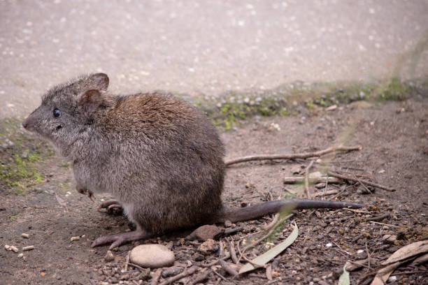 this is a side view of a long nosed potoroo - long nosed potoroo photos et images de collection