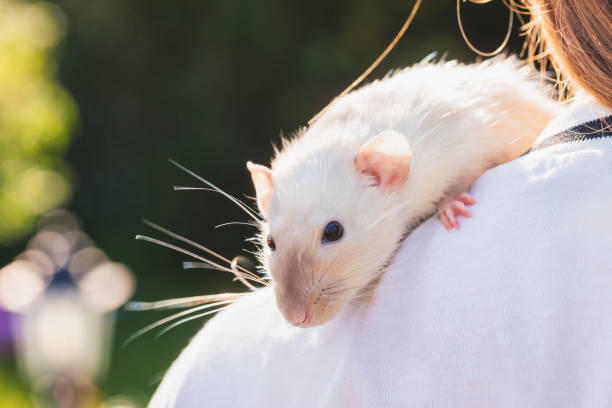 istock Dumbo rat on girls shoulder 2007138175