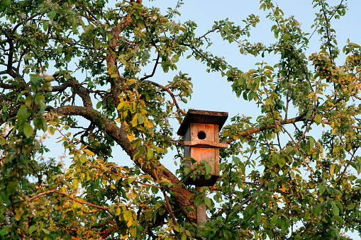 A birdhouse on a tree against a blue sky background. The concept of working with birds and nature