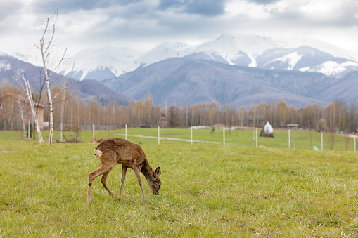 Idyllic veiw of a deer eating grass in rural area